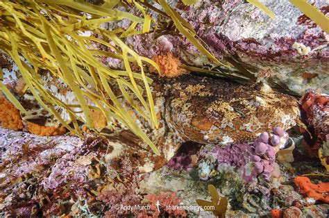 Cobbler Wobbegong - Sutorectus tentaculatus