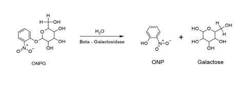 This Figure Shows The Chemical Reaction Involved In The Hydrolysis Of