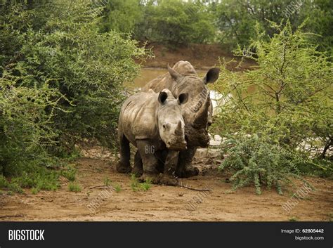 Mom Baby Rhino Image & Photo (Free Trial) | Bigstock