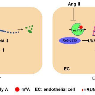 A Model Illustrating The Protective Role Of METTL3 And M 6 A In