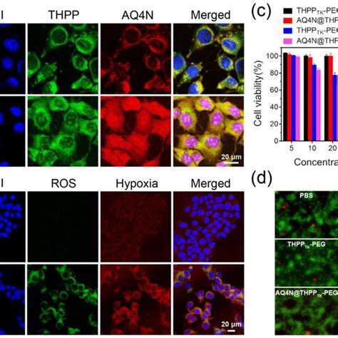 A The CLSM Images Of 4T1 Cells Treated With AQ4N THPP TK PEG NPs