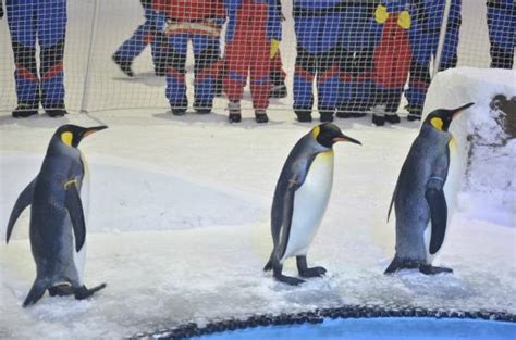 Fantastic - Snow Penguins at Ski Dubai, Dubai Traveller Reviews ...