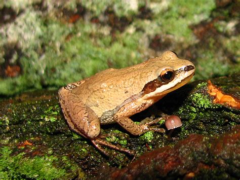 Pa Herp Identification New Jersey Chorus Frog