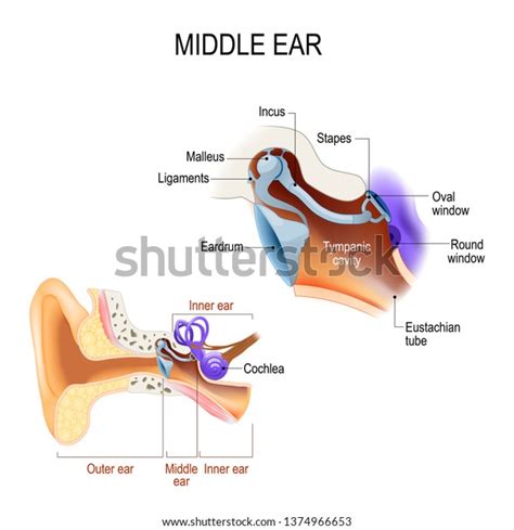 Diagram Anatomy Human Ear Three Ossicles Stock Vector (Royalty Free) 1374966653