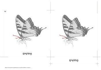 A Butterfly Hebrew By Mom S Treasure Teachers Pay Teachers