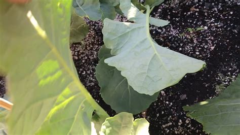 How To Grow Broccoli From Seed 9 Weeks Youtube