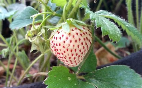 Fragole Tutte Le Varietà Agrodolce