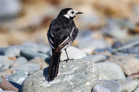 Bird Watching Salterstown Pier In County Louth Ireland