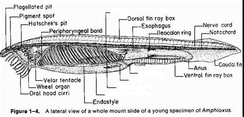 Amphioxus Part 2 Diagram Quizlet