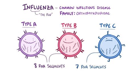 Influenza virus: Video, Anatomy, Definition & Function | Osmosis