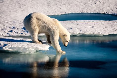 Animais Amea Ados De Extin O Pelas Mudan As Clim Ticas