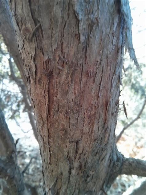 Northern White Cedar Thuja Occidentalis The Ufor Nursery And Lab