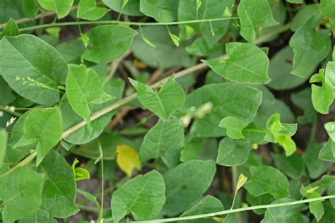 Convolvulus Arvensis