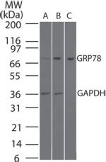 IHC Plus HSPA5 GRP78 BiP Polyclonal Antibody Rabbit IHC WB LSBio