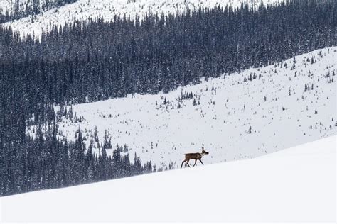 KUOW - Saving the mountain caribou