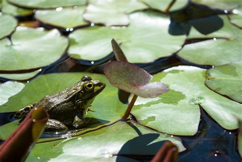 Katak Hijau Kolam Di Foto Gratis Di Pixabay Pixabay