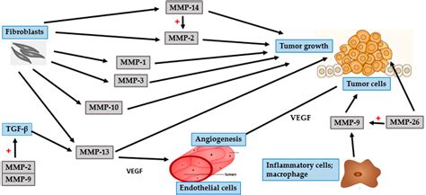 Figure From Role Of Matrix Metalloproteinases In Photoaging And