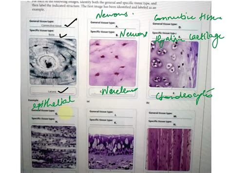 Solved Texts Activity Constructing A Tissue Identification Concept