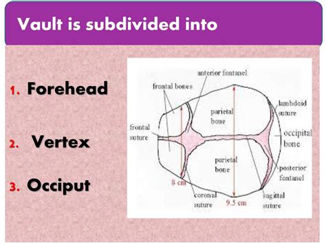 Vertex Skull