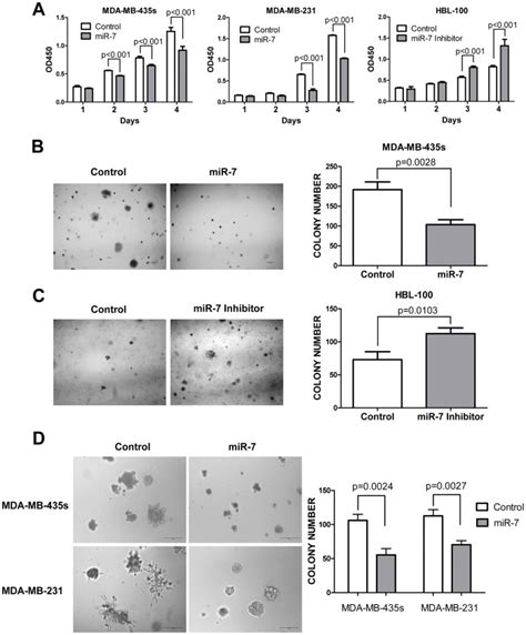 A Mir 7 Decreases Mda Mb 435s And Mda Mb 231 Cell Proliferation In