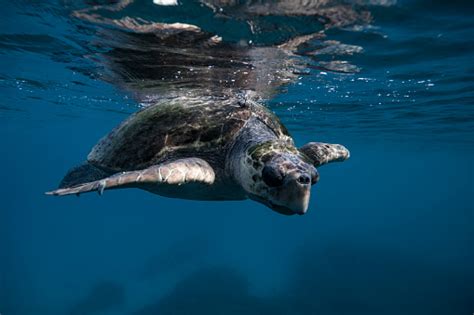 A Loggerhead Sea Turtle On The Great Barrier Reef Stock Photo