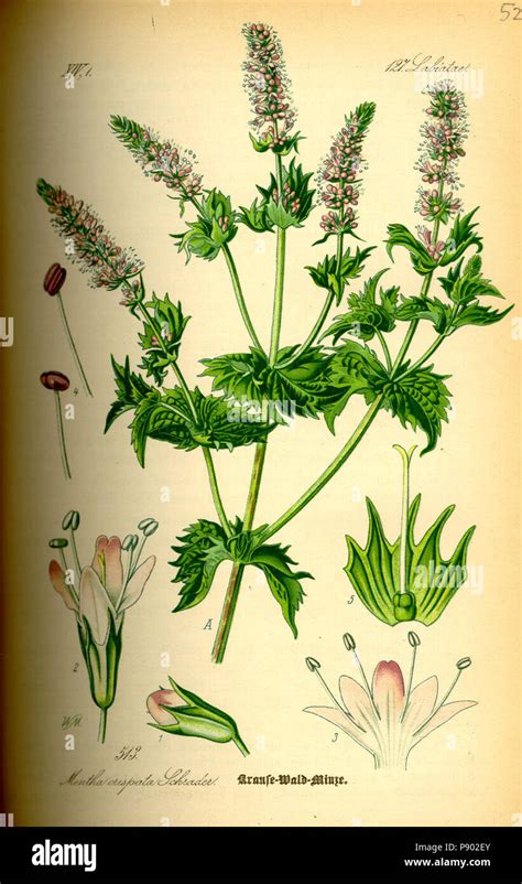 Deutsch Mentha Crispata Schrader Labiatae English Illustration Of