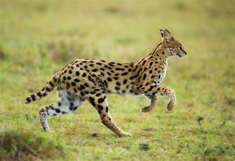 Serval | Ole Jørgen Liodden