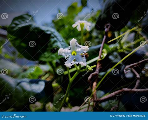 Snake Gourd Flower Macro Stock Photo Image Of Bloom