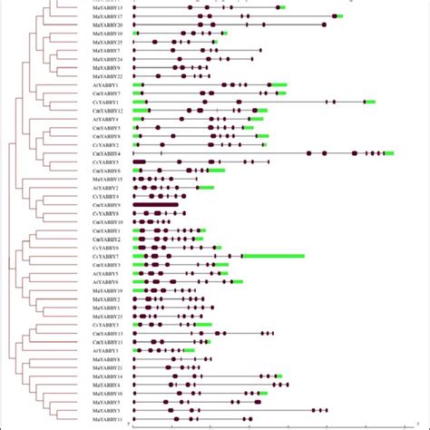 Gene Structure Intron Exon Display Recognition Of Conserved Motifs And