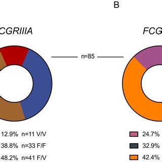 Fcγ receptor polymorphism frequency distribution for FcγRIIIA (A) and ...