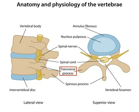 Vertebral Transverse Process