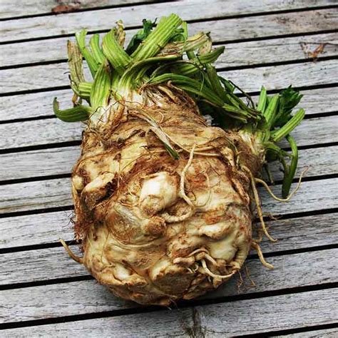 How To Grow Celeriac Nurseries Online