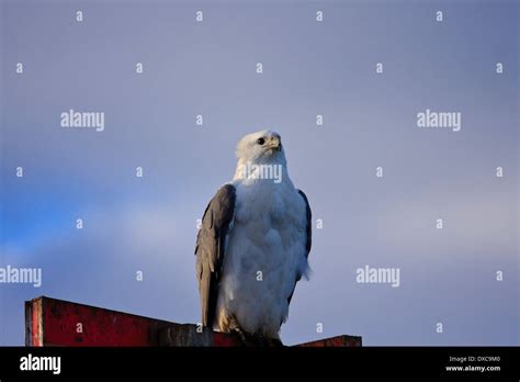 White Bellied Sea Eagle Haliaeetus Leucogaster Perched Stock Photo Alamy