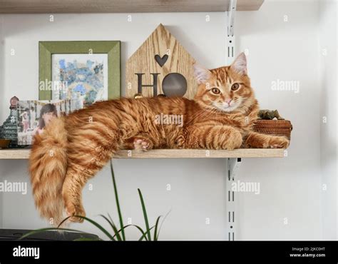 Cute Ginger Cat Lying On The Bookshelf Closeup Stock Photo Alamy