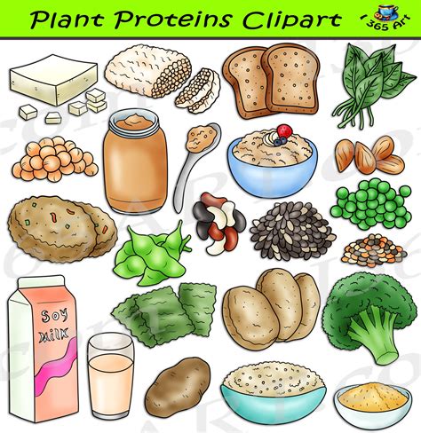 Plant Proteins Clipart Set Download Clipart 4 School Plant Protein Clip Art Veggie Patties