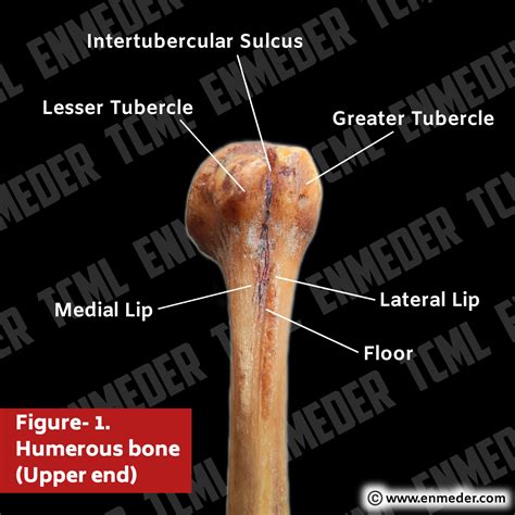 Medial Bicipital Groove