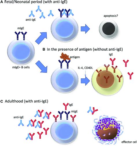 FIG E4 One Possible Explanation As To Why Anti IgE Blocks IgE