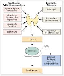 Endokrinologie Karteikarten Quizlet