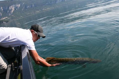 P Che Des Carnassiers Et Salmonid S Sur Le Lac Du Bourget Rodmaps