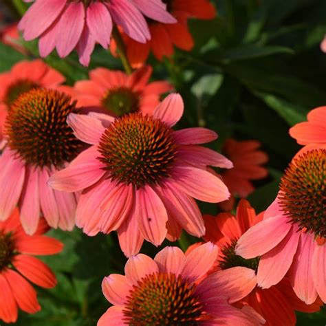 Shop Deer Resistant Perennials | American Meadows