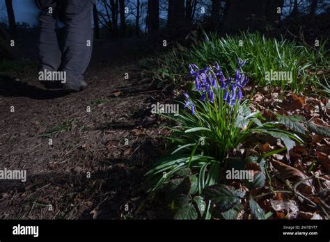 A Night Time Walk Through The National Trust Area Known As The Holies