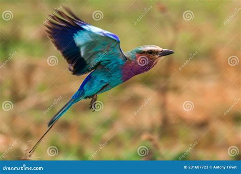 P Ssaros Coloridos Roller Lilac Do Tri Ngulo Masai Mara Reserva