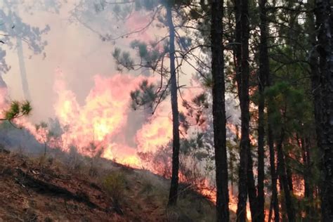 Cu Ndo Inicia La Temporada De Incendios Forestales En Veracruz Xeu