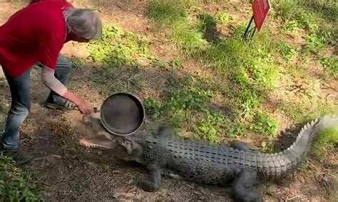 Man Fights Off Crocodile With A Frying Pan At Nt Pub In Australia