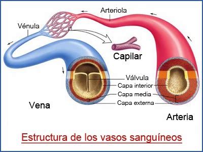 CIENCIAS BIOLOGIA Y QUIMICA LO MEJOR CUALES Y QUE SON LOS VASOS