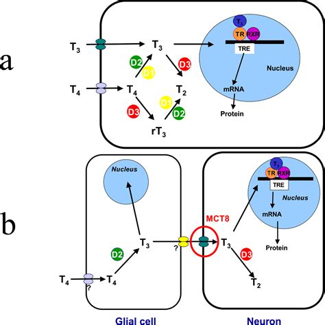 Figure 1 From The Mct8 Thyroid Hormone Transporter And Allan Herndon