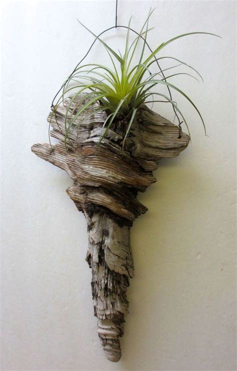 Hanging Tillandsia Air Plants In A Pine Knot Hand Crafted In Driftwood Art For The Magnets