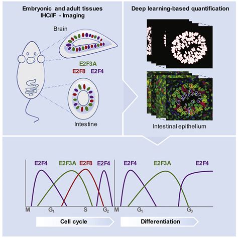 Two Distinct E2F Transcriptional Modules Drive Cell Cycles and ... 