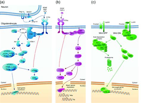 Schematic Representation Of Pi3k Akt Mtor Erk1 2 Mapk And