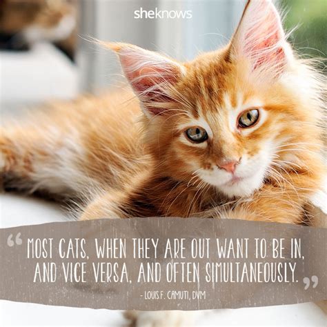 50 Cat Quotes That Only Feline Lovers Would Understand Cat Quotes